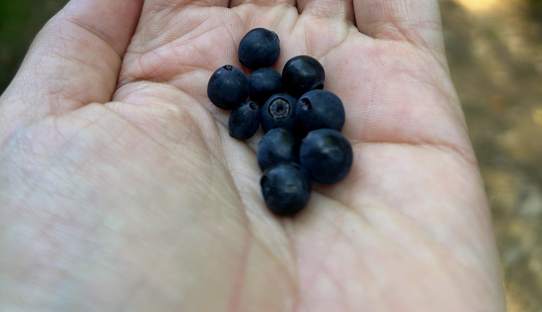 ternell et brackvenn au murmure de l'eau