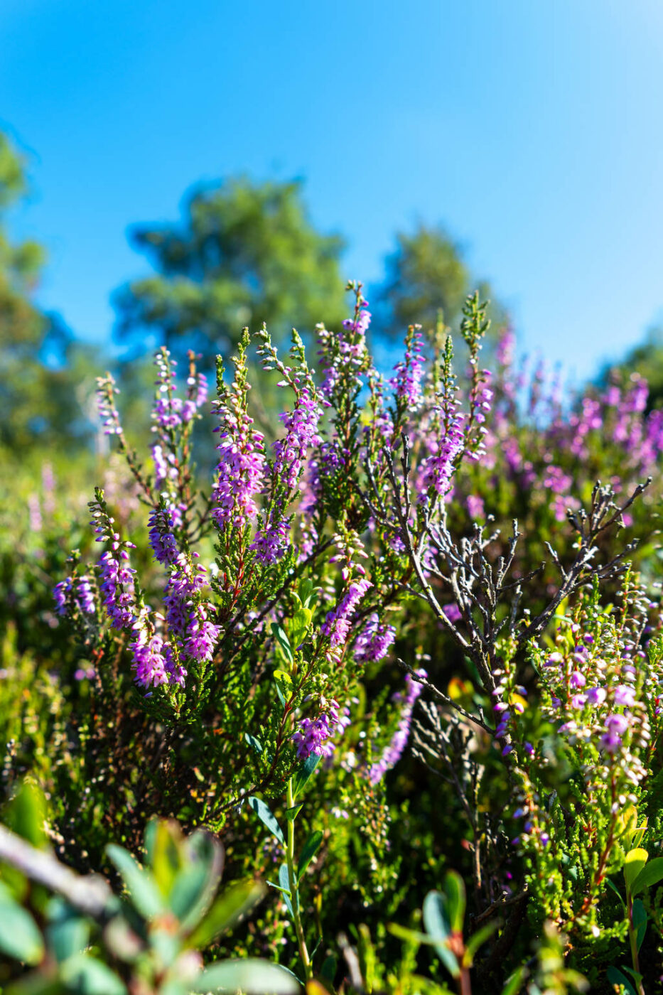 Xhoffraix Au Pays du Negus
