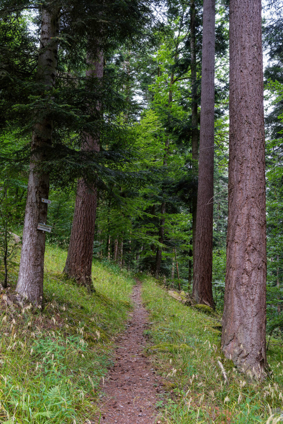 Ascension du Grand Ballon