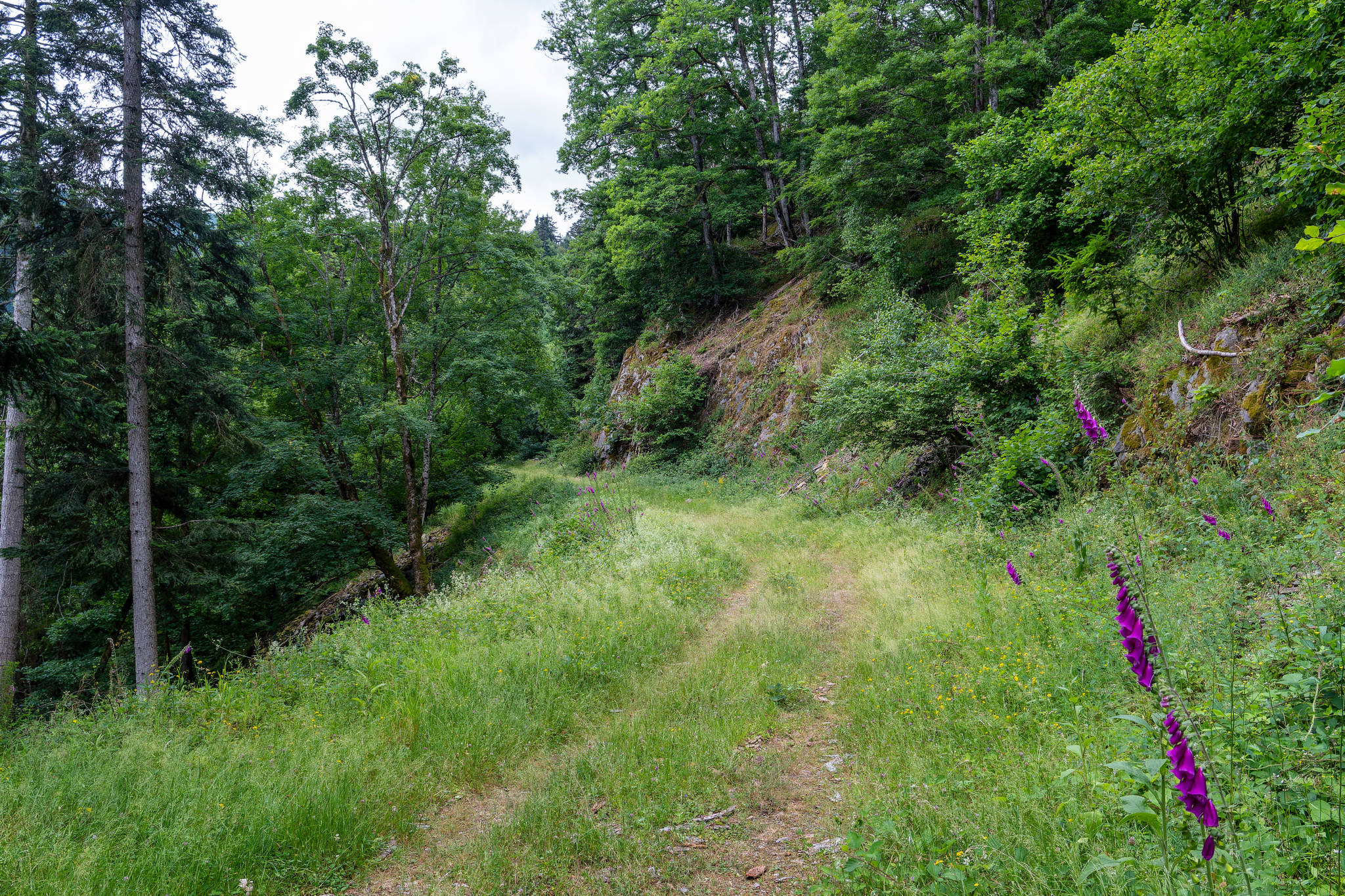 Ascension du Grand Ballon
