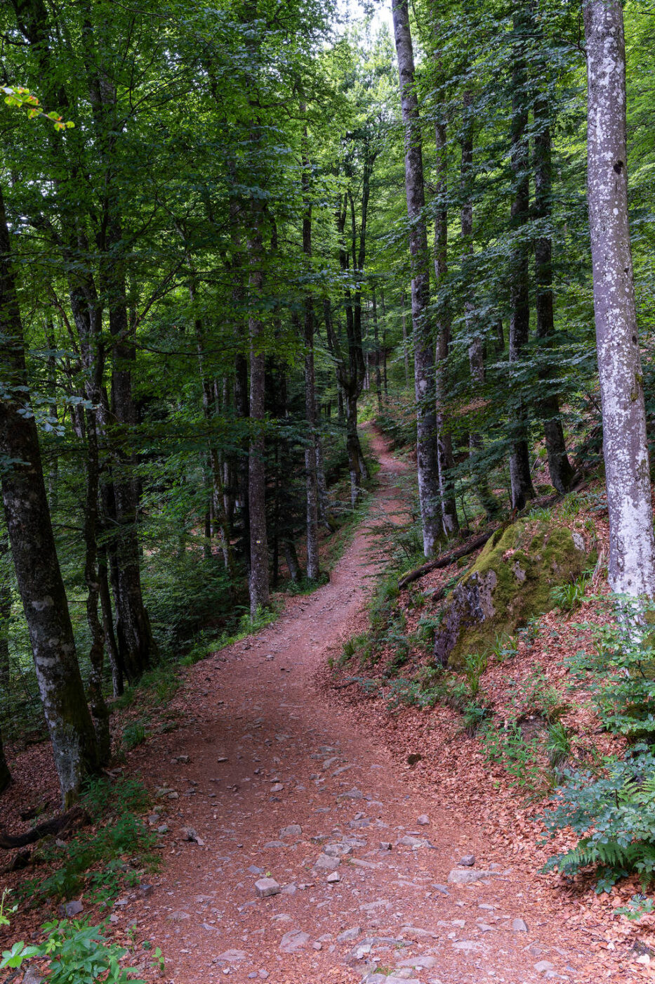 Ascension du Grand Ballon