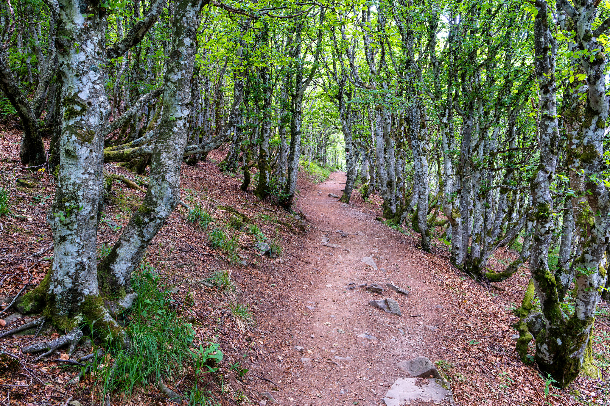 Ascension du Grand Ballon