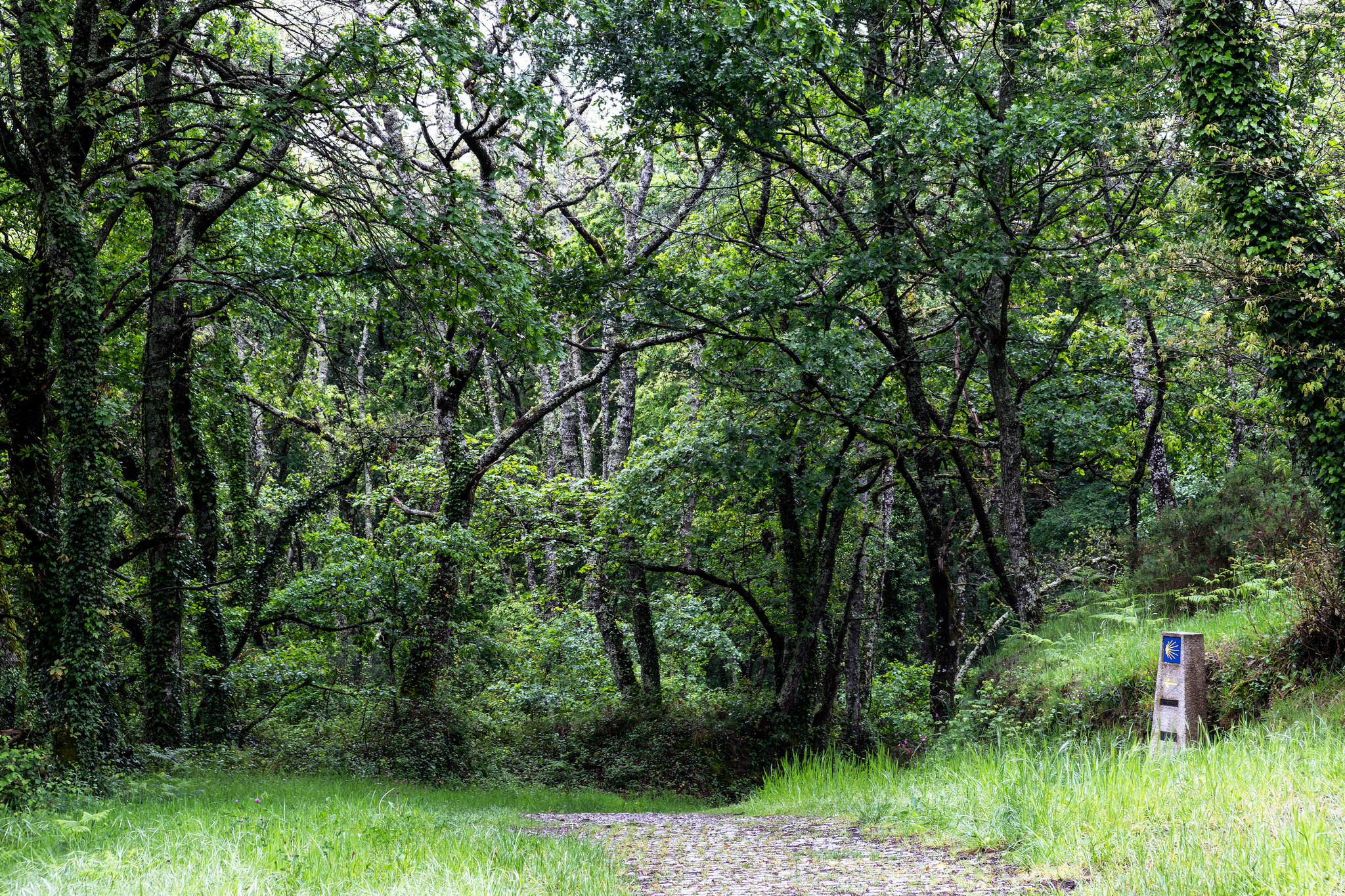 Camino Primitivo - Etape 9 - Castroverde à Lugo