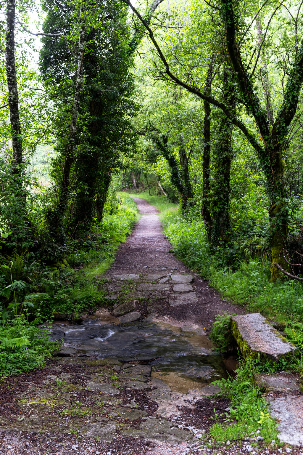 Camino Primitivo - Etape 9 - Castroverde à Lugo