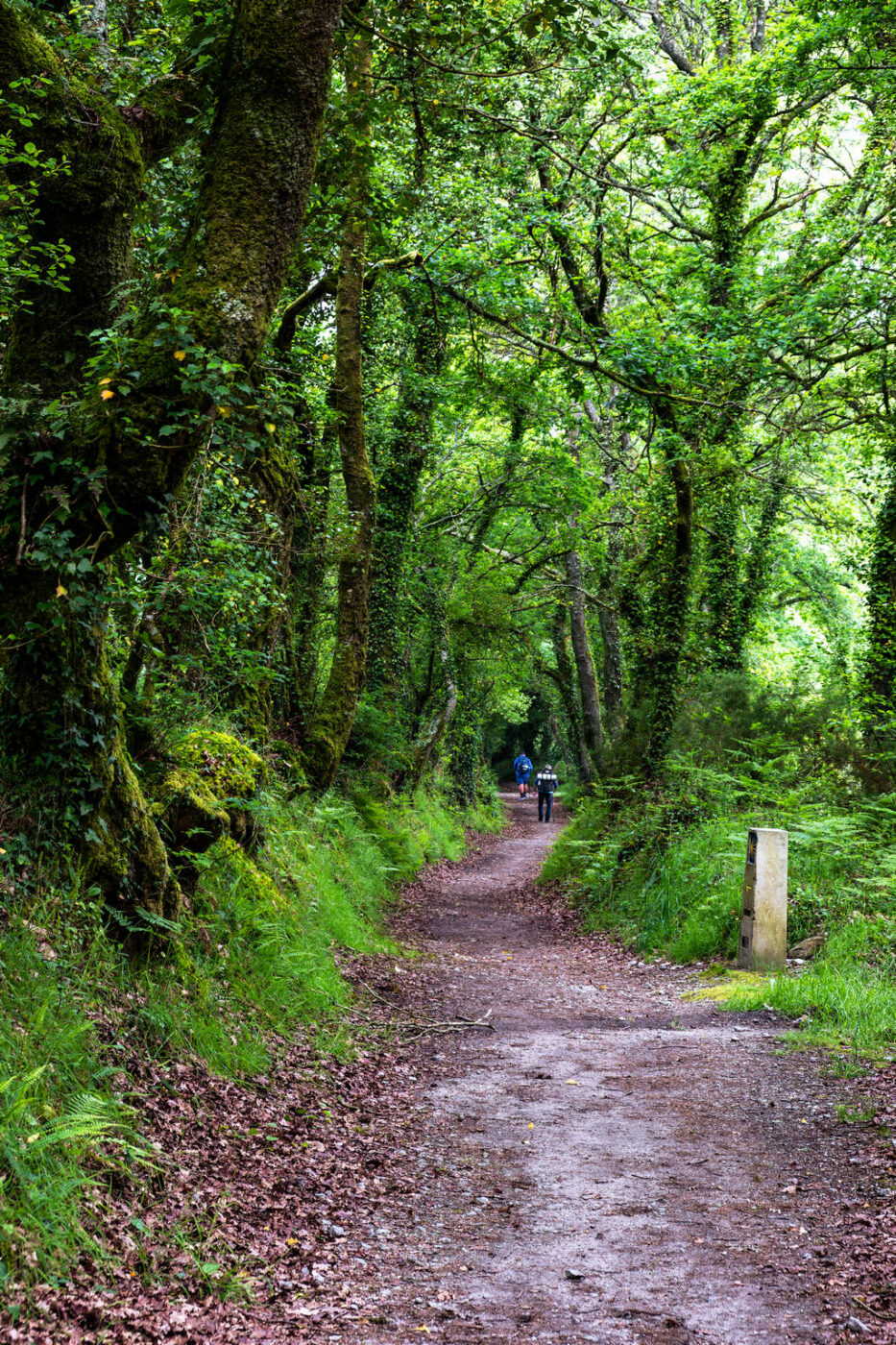 Camino Primitivo – Etape 10 – Lugo à Ferreira