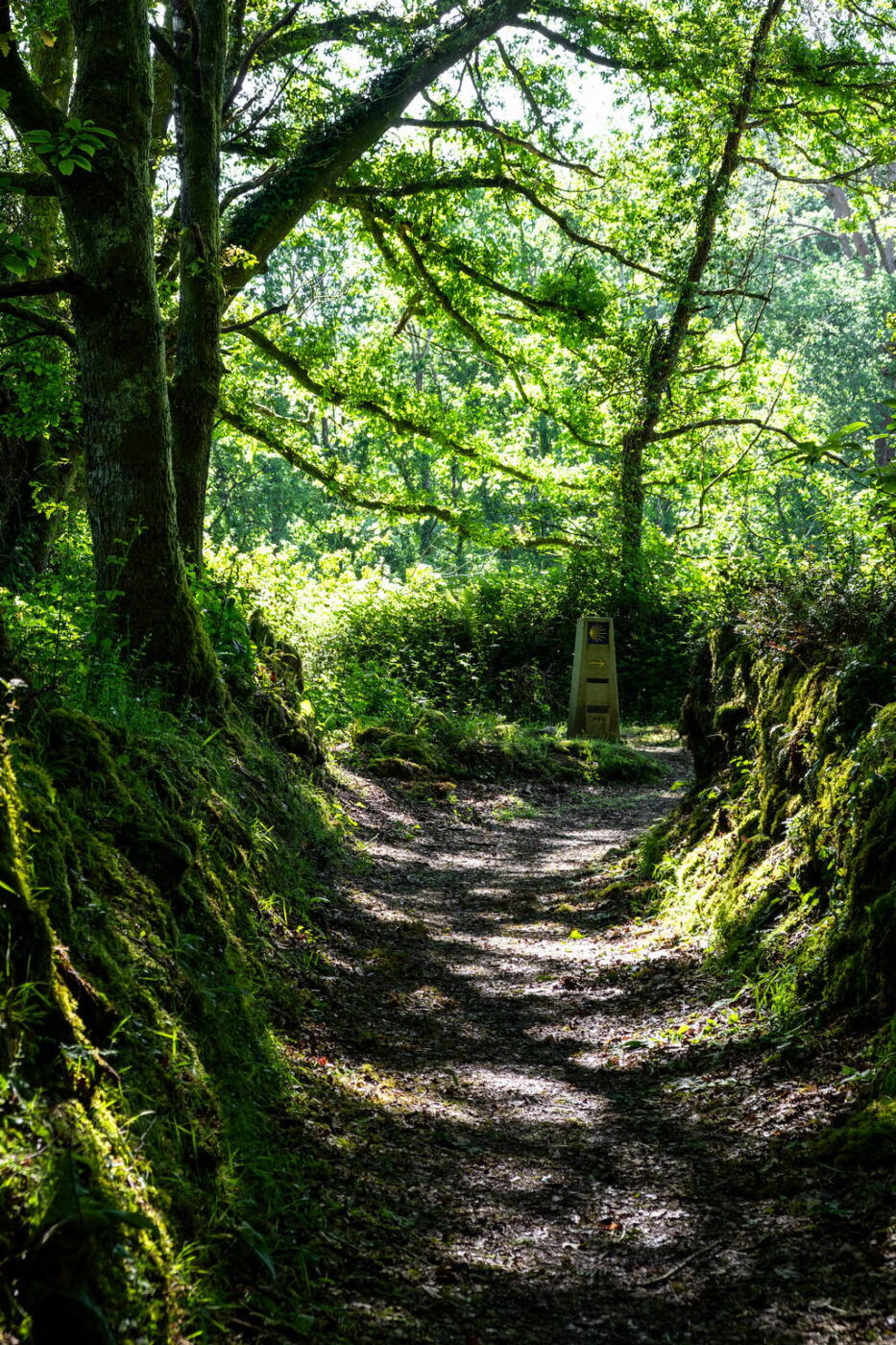 Camino Primitivo – Etape 10 – Lugo à Ferreira
