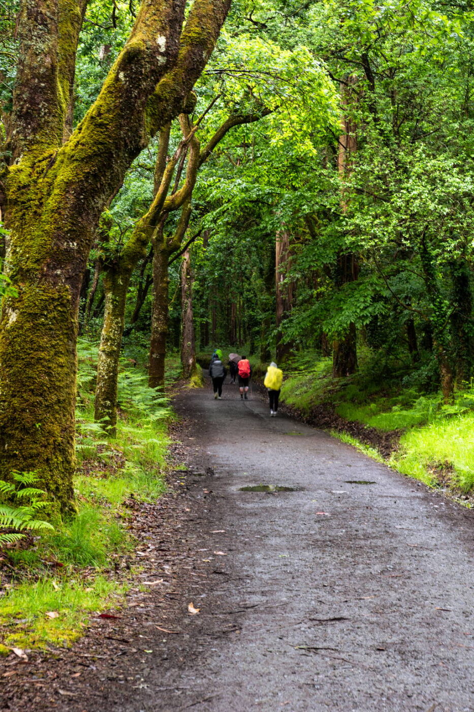 Camino Primitivo - Etape 13 - O Perdrouzo à Santiago